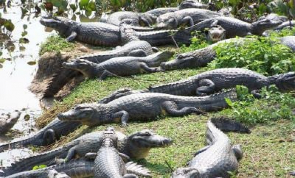 Կոկորդիլոսների անհետացումը էկոլոգիական աղետ կառաջացնի